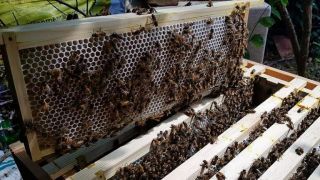 pure bee honey stores kingston upon thames RAW Honey Hounslow