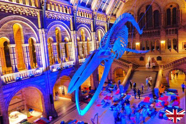 A night at the Natural History Museum in London 