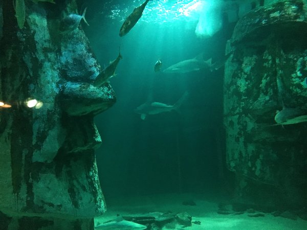 Visit the Sea Life Aquarium in London