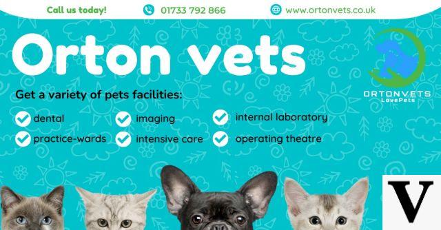 Orton Vets, the best veterinary clinic
